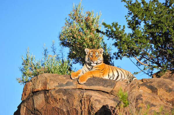  артикул 10011325