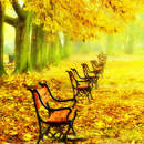 Фотообои с красными скамейками в парке