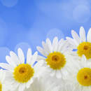 Фотообои - Ромашки на синем с бликами