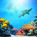 Фотообои - Акулы