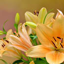 Фотообои - Красивые лилии