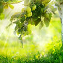 Фотообои на стену с яблоней