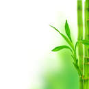 Фотообои для стен — Зеленый бамбук