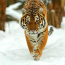 Фотообои с сибирским тигром зимой