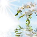 Фотообои с красивыми белыми орхидеями