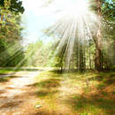 Опушка в лесу