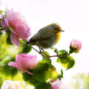 Фотообои для стен с птичкой