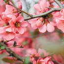 Фотообои - Весеннее настроение