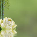 Фотообои с бамбуком — Азиатский декор