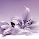 Фотообои с фиолетовой лилией