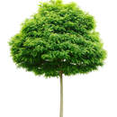 Изображение фотообоев