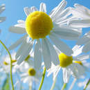 Фотообои на стену цветами-ромашками