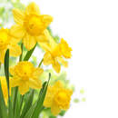 Фотообои с нарциссами