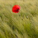 Фотообои с полевым маком