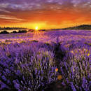 Фотообои "Поле лаванды на закате" (пейзаж)