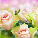 Фотообои с нежными розами