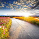 Фотообои на стену с дорогой в поле