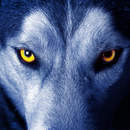 Фотообои - Глаза волка