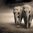 Фотообои с парой слонов