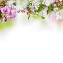 Фотообои - Весенние ветви