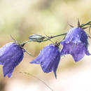 Фотообои - Колокольчик