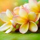 Фотообои на стену с гавайским цветком