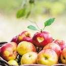 Фотообои с яблоками в корзине