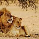 Фотообои - Львица и лев