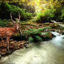 Фотообои с оленем (лесной пейзаж)