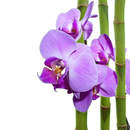 Фотообои с фиолетовой орхидеей и бамбуком