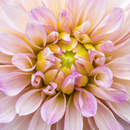 Фотообои - Розовый георгин