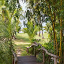 Фотообои с деревянным мостиком в джунглях