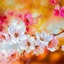 Изображение фотообоев