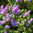 Фотообои с сиренью