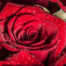 Красная роза с каплями воды