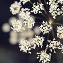 Белые цветы на темном фоне