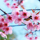 Изображение фотообоев