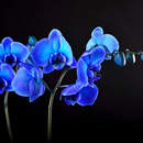 Синий цветок орхидеи на черном фоне
