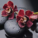 Ветка красной орхидеи на камнях