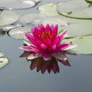 Изображение фотообоев