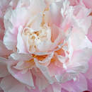 Розовый пион