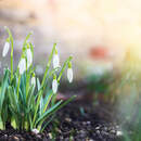 Фотообои с подснежниками