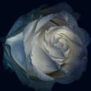 Изображение фотообоев