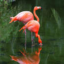 Изображение фотообоев