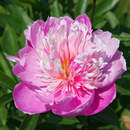 Розовый пион