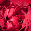 Красная роза