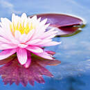 Цветок лотоса