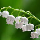 Изображение фотообоев