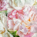 Нежные пионы крупным планом