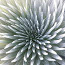 Экзотическое тропическое растение